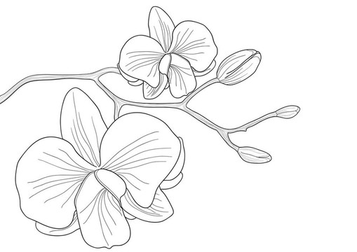 蘭花