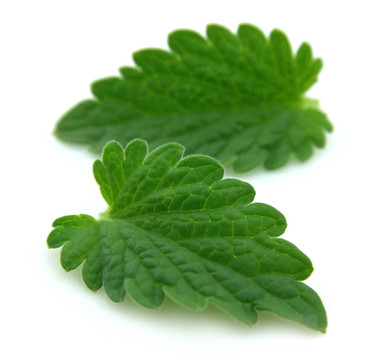 新鮮香蜂草