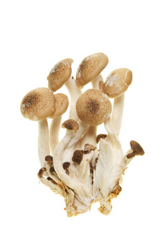 食用菌