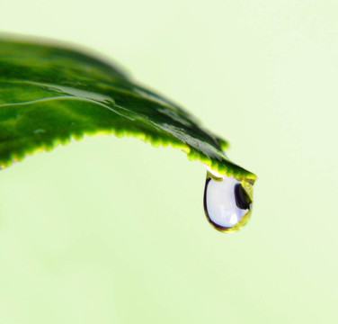 葉子上的水珠