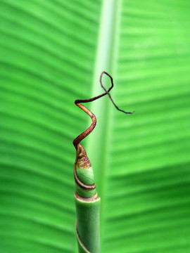 芭蕉葉