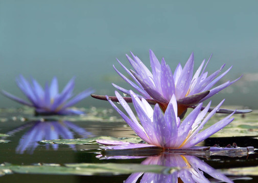 蓮花