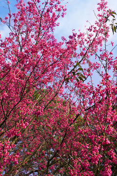 Bougainvillea的花