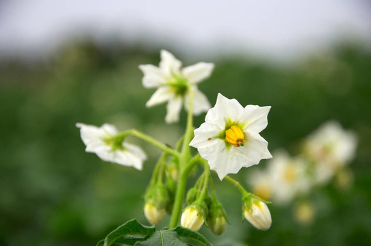 盛開(kāi)的土豆