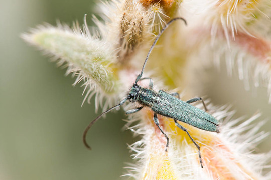 opsilia coerulescens