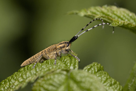 agapanthia villosoviridescens