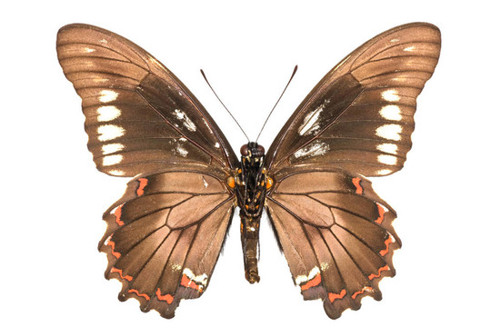 polydamas battus
