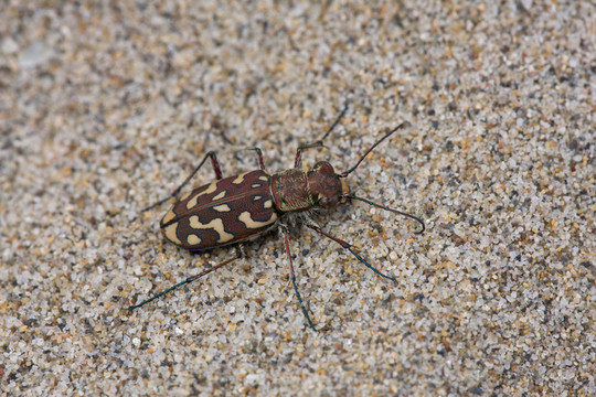 Cicindela flexuosa