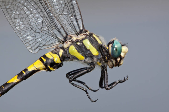 藍Eyed Goldenring Dragonfly