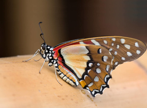 青angolanus
