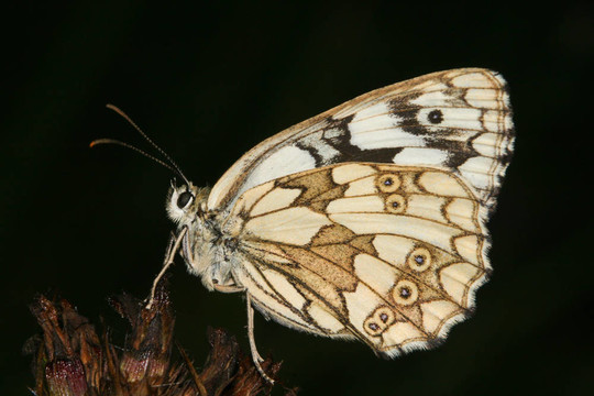 Marbled White（Melanargia galathea）
