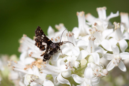 thyris fenestrella