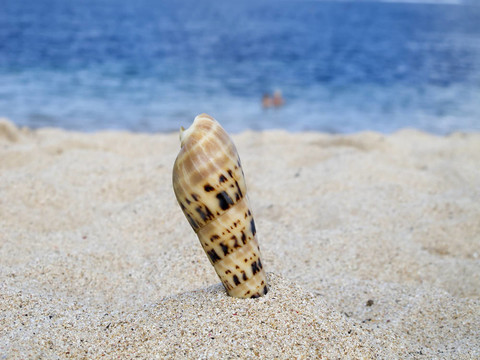 海灘上的貝殼