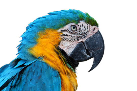 Parrot；Blue和黃色的金剛鸚鵡