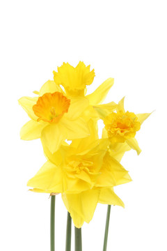混合水仙花花組