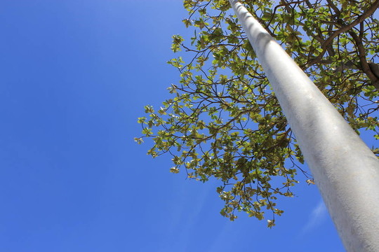 樹下的天空