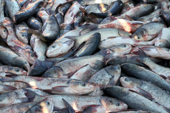 冬捕 捕魚(yú) 打凍網(wǎng) 淡水魚(yú)