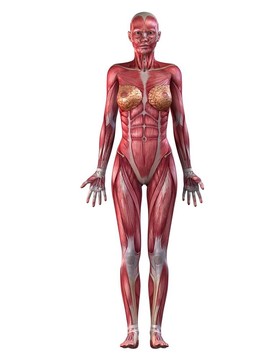 女性的肌肉系統(tǒng)