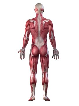 男性的肌肉系統(tǒng)