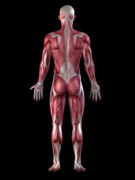 男性的肌肉系統(tǒng)