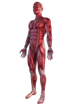 男性的肌肉系統(tǒng)