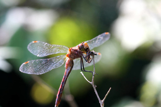紅寶石meadowhawk蜻蜓