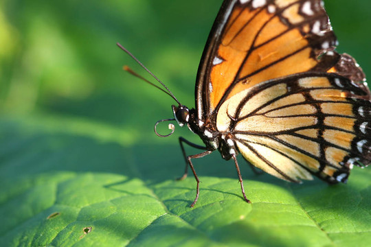 總督蝶Limenitis