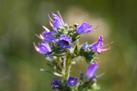 毒蛇的Bugloss Flower