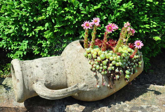 Houseleek flowers（長生）在酒壺