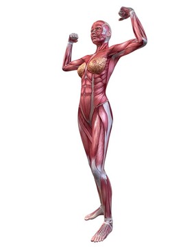 女性健美運(yùn)動員的姿勢