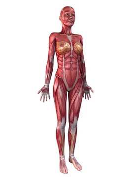 女性的肌肉系統(tǒng)