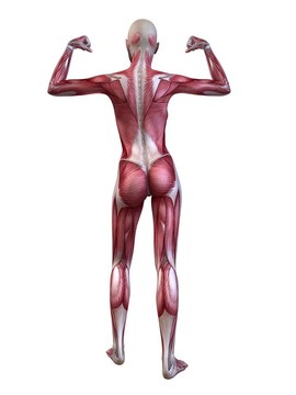 女性健美運動員的姿勢