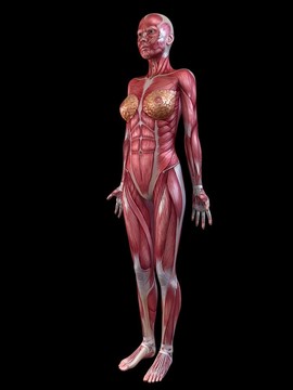 女性的肌肉系統(tǒng)