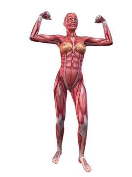 女性的肌肉系統(tǒng)