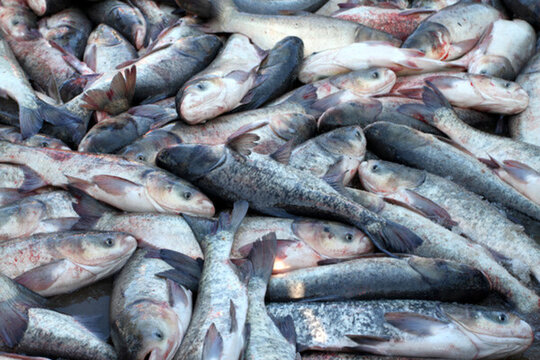 冬捕 捕魚 打凍網(wǎng) 淡水魚