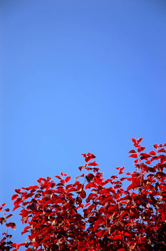 背景