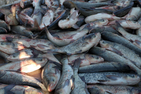 冬捕 捕魚(yú)