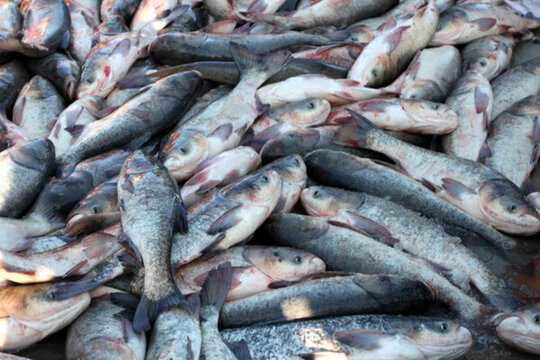 冬捕 捕魚(yú) 打凍網(wǎng)