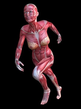 3D肌肉模型
