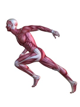 3D肌肉模型