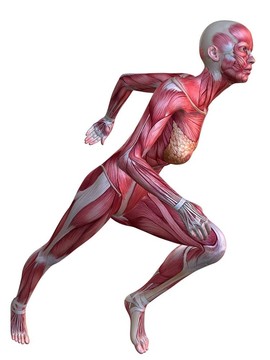 3D肌肉模型