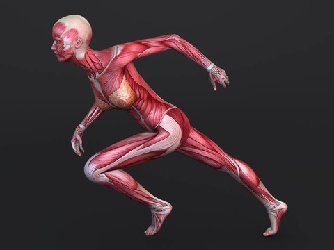 3D肌肉模型