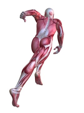3D肌肉模型