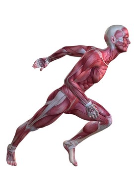 3D肌肉模型