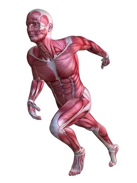 3D肌肉模型