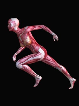 3D肌肉模型