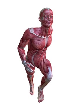 3D肌肉模型