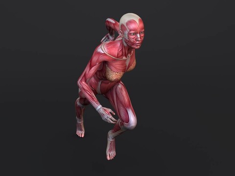 3D肌肉模型