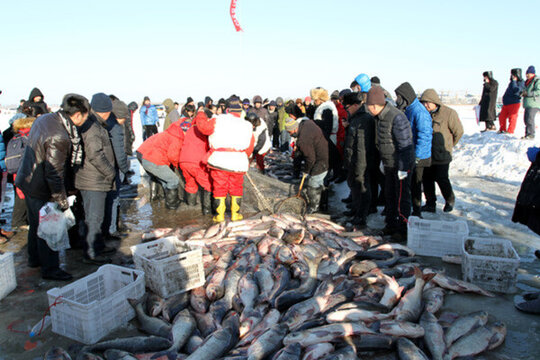冬捕 捕魚 打凍網(wǎng) 淡水魚