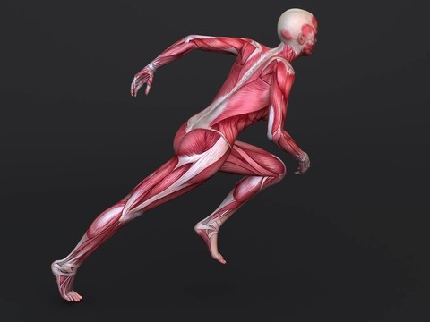 3D肌肉模型